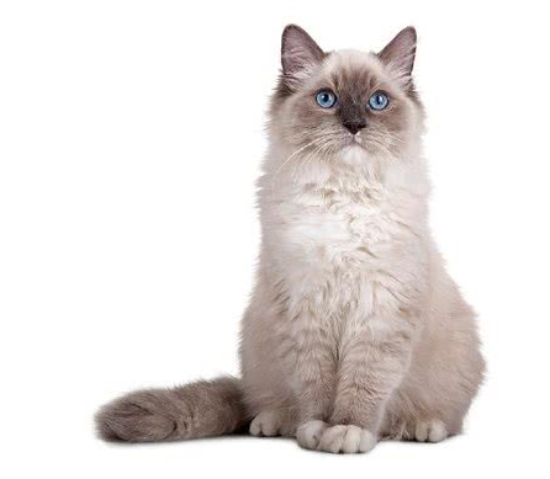 波斯猫和布偶猫真有那么相像吗~