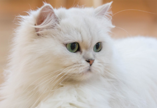 波斯猫中暑怎么办？铲屎官夏天的头等大事！