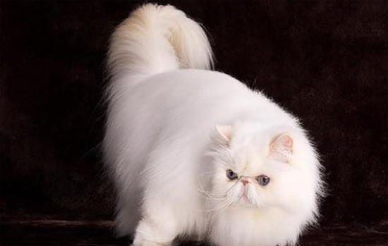 为什么波斯猫两个眼睛颜色不一样？答案其实很简单！