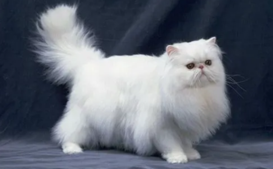 好奇，一个月的波斯猫怎么养？