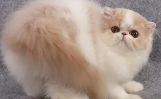 波斯猫只有白色的吗？答案绝对出乎你的意料！