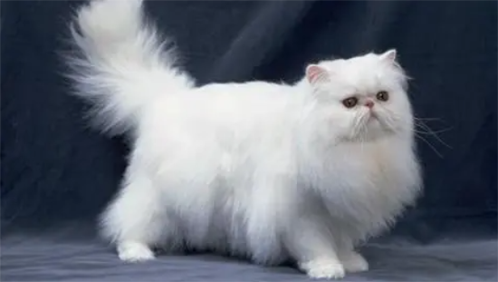 波斯猫一直叫是什么原因？要去医院治疗吗？