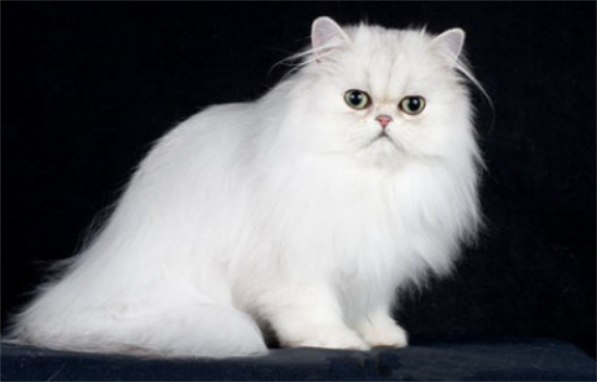 加菲猫和波斯猫长相区别？怎么区分它们呢？