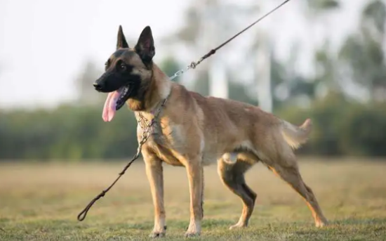 为什么养马犬的人越来越低？原因有五个，第五个最重要