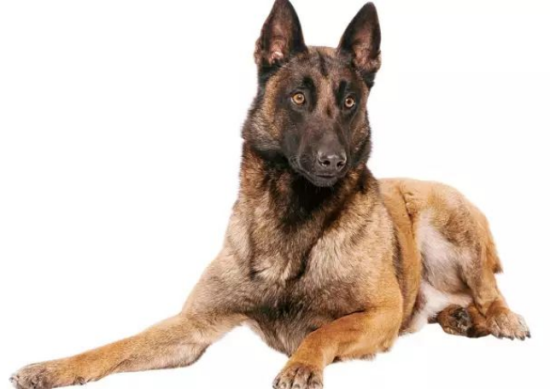 拥有超强能力的黑面使者：比利时马里努阿犬