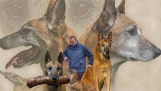中国马犬主流血系，看看你的狗是哪个血系。