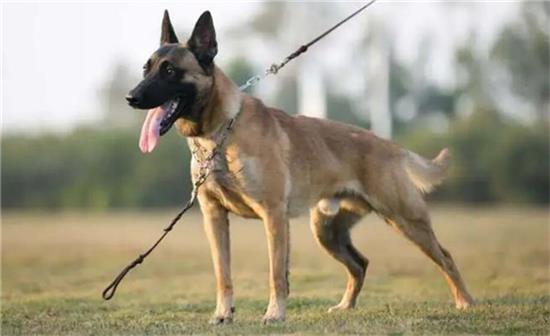 马犬咬人吗？疑惑重重，帮你解答