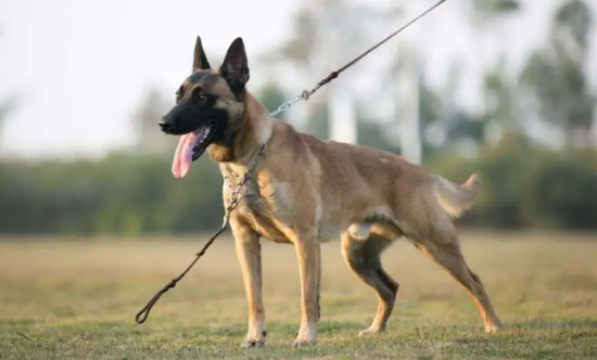 在寒冷的冬天，马犬怕冷吗？