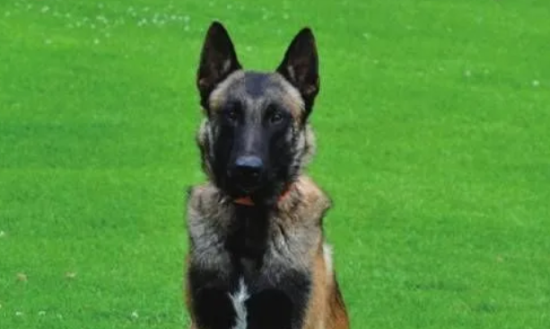 如何训练马里努阿犬