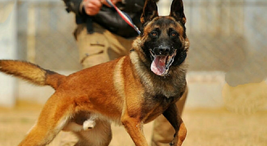 关于马里努阿犬常见的退化特征分析