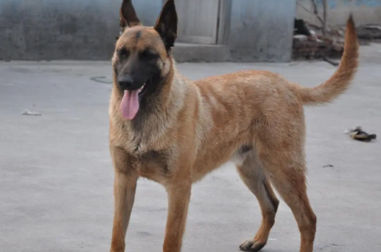 马犬怎样喂养才能强壮？喂养方法如下。