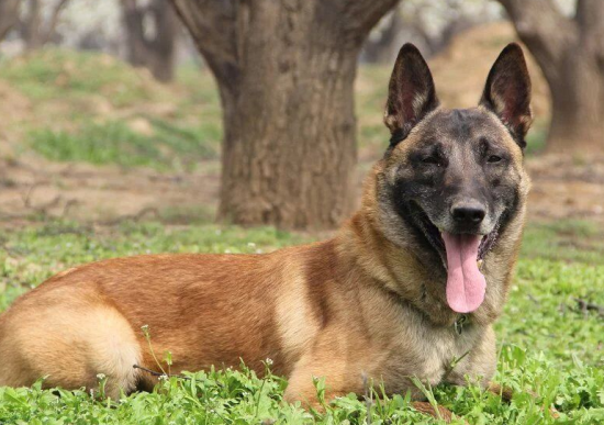 最流行的警用犬种之一--马里努阿犬