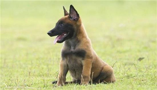 马犬怀孕多久生产？孕期护理要注意