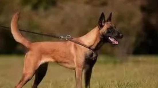 马里努阿犬警犬中的利剑