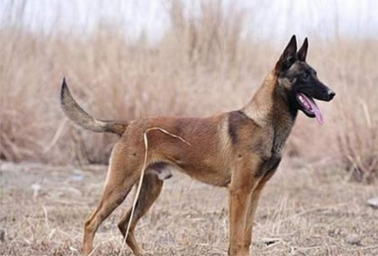 马犬吃剩菜剩饭可以吗？需要注意以下几点！