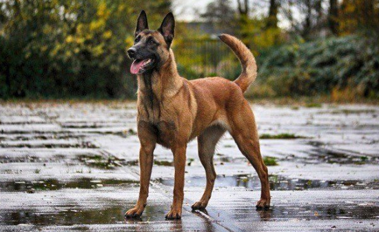 新手养马犬要注意什么？一文告诉你！