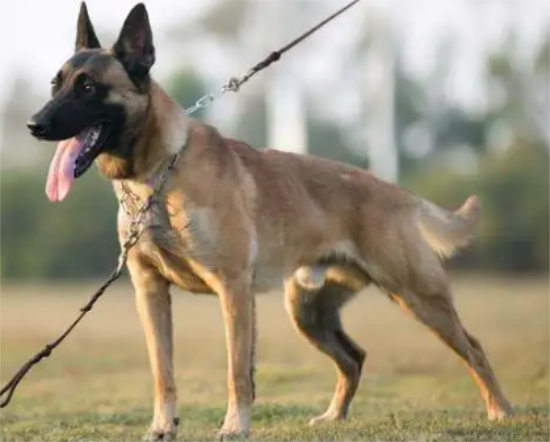 如何让小马犬快速立耳，来了解下吧