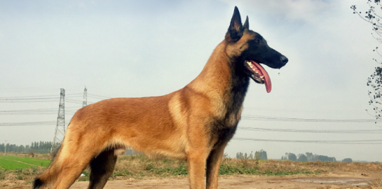 马犬在农村可以散养吗？来看看