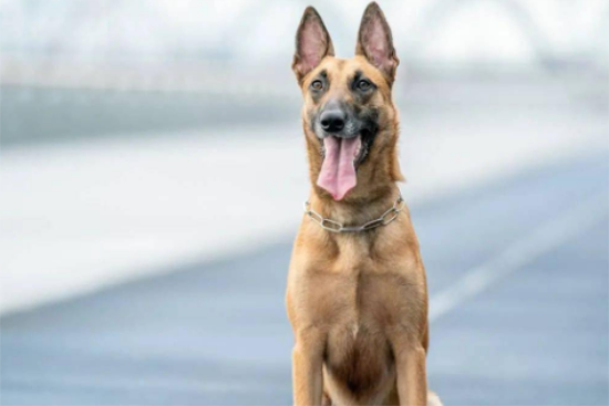 马犬冬天放在室外冷吗？怎么为它保暖？
