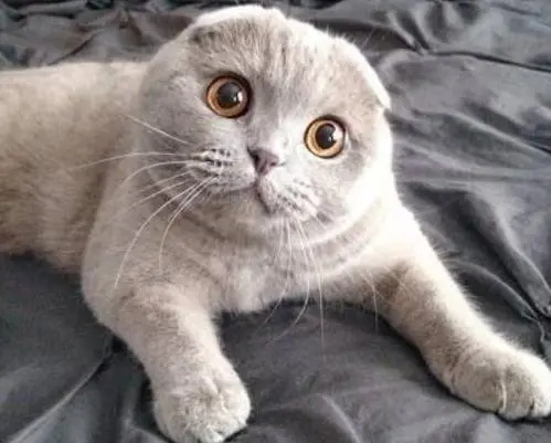 猫喉咙嘶哑快速恢复十大方法，有效缓解您的爱猫不适