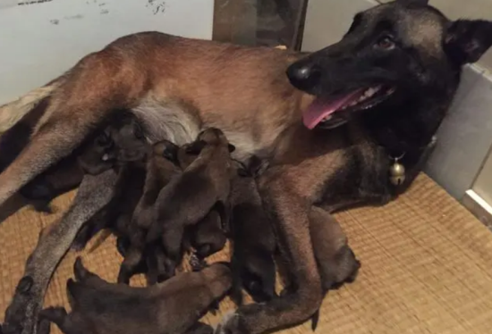 马犬拴养一直不放会怎样？你是在伤害还是保护它？