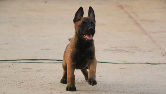养马犬注意什么问题？怎么照顾最好？