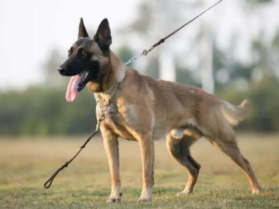 马犬吃什么长得大又快？这篇文章可以告诉你