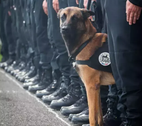 优秀的全能工作犬——比利时马里努阿犬