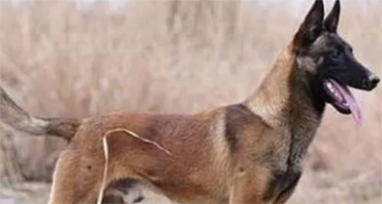 马犬幼犬期间如何训练？马犬幼犬期训练的标准