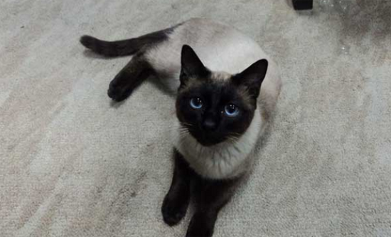 暹罗猫多少钱一只？选购猫猫的要点