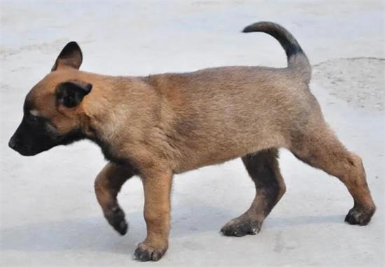 马犬怎么训练捡东西？本文或许可以教你