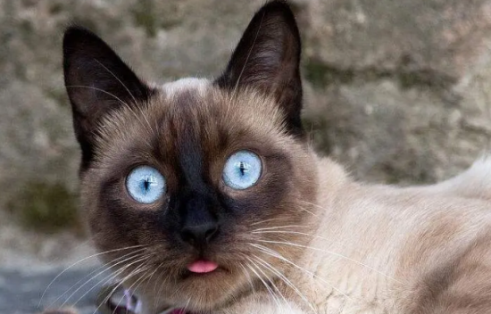 暹罗猫可以吃鸡蛋吗？需要根据猫咪的体质来看