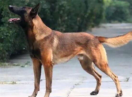 马犬只认一个主人吗？现在知道还不算晚！
