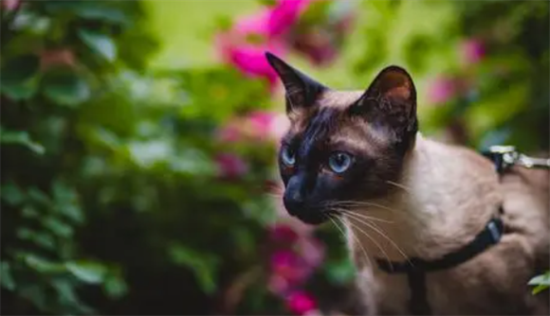 暹罗猫打滚的常见两个含义？