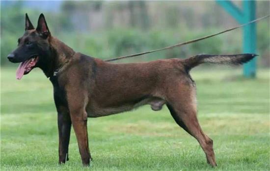 马犬一般多少度会冷？记得及时保暖