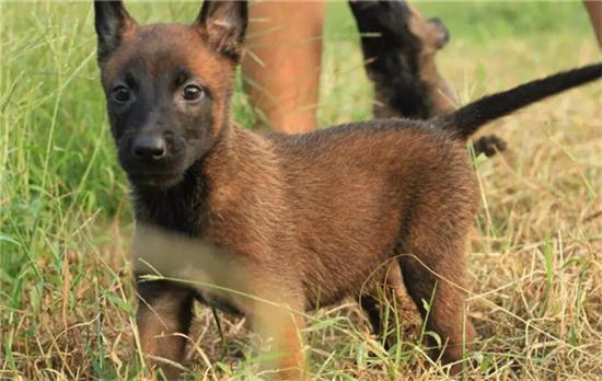 马犬幼犬断奶吃什么？宠主必看