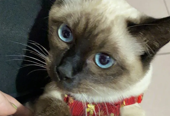 暹罗猫耳朵上小疙瘩？暹罗猫耳朵上有疙瘩怎么办？