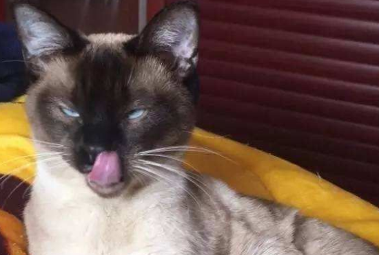 暹罗猫会用猫砂吗？需要经过训练后使用猫砂