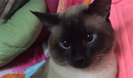 如何教暹罗猫用猫砂？