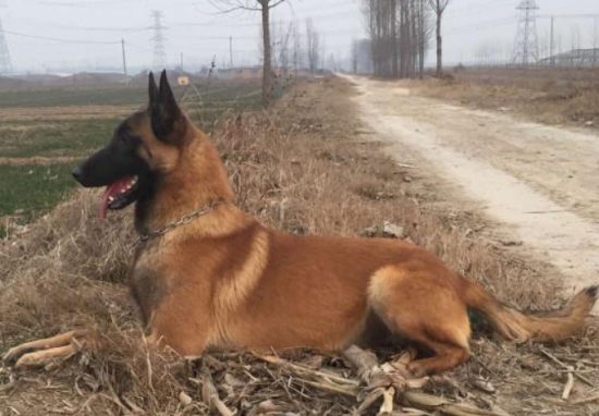 马犬可以长多大？多重？多高？