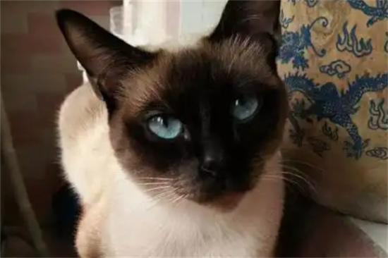 暹罗猫肚子胀怎么回事？