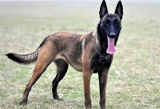 马犬白胸还是黑胸好