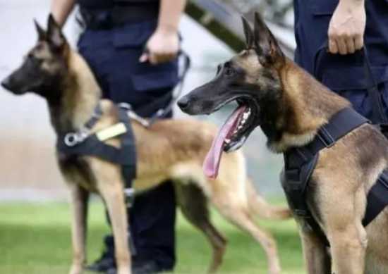 马犬为什么是十大禁犬之一