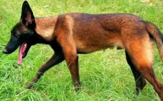 马犬算是烈性犬吗