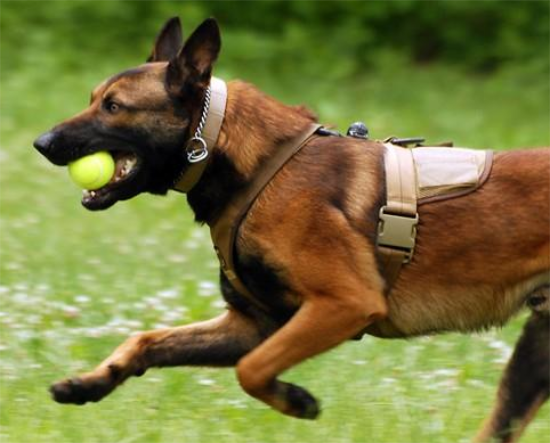 马犬是大型犬还是小型犬