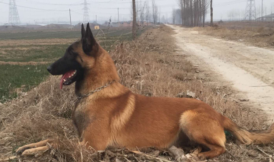 哪个颜色的马犬最好