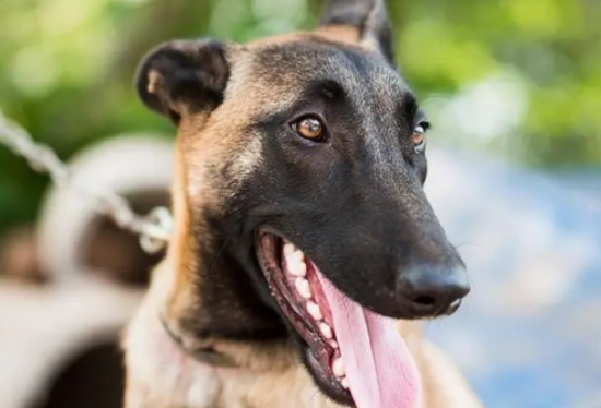 100个好听到爆的马犬名字