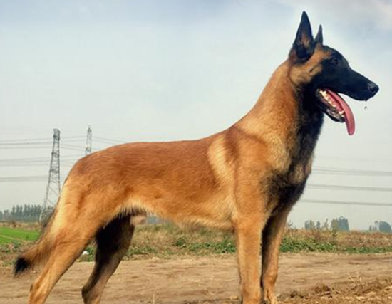 马犬能打过狼青吗