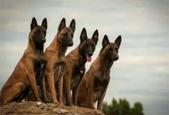 马犬要母的好还是公的