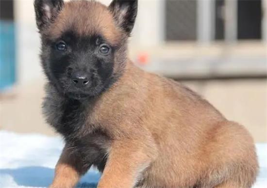 马犬幼崽什么颜色最正宗